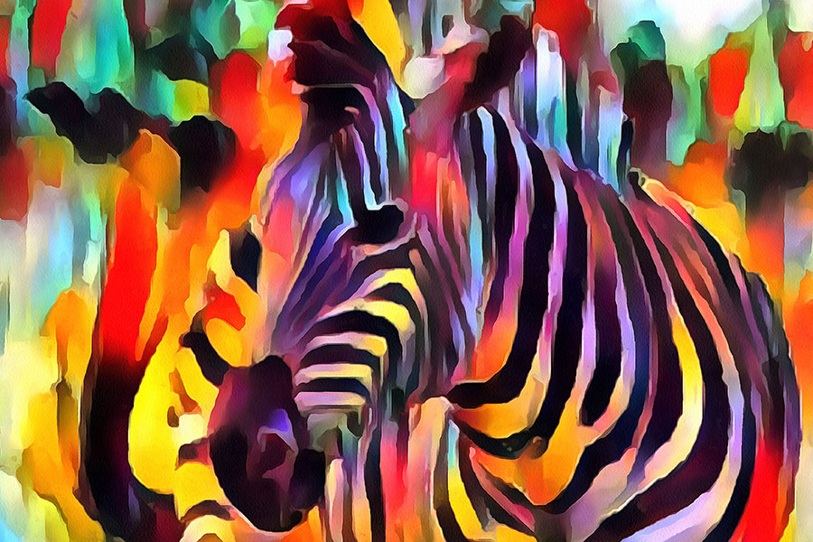 The Dance of Zebra Colors