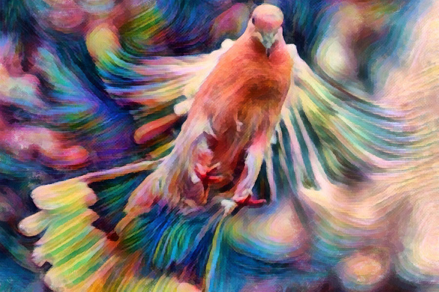 The Dance of the Dove