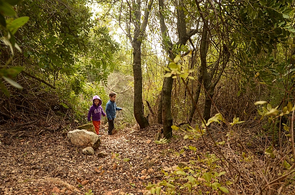 יער ליד צימר אמירים, ילדים מטיילים