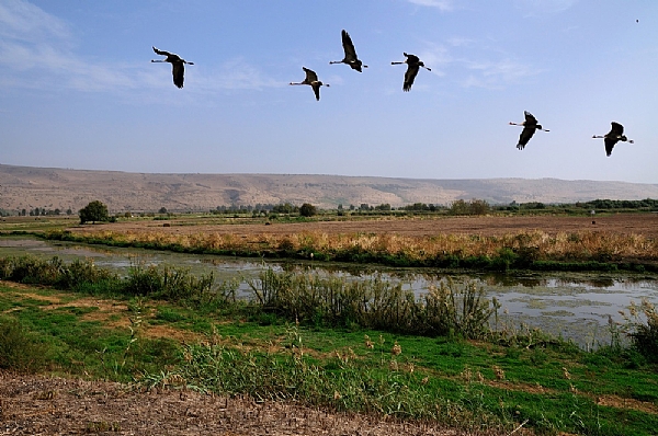 פסטיבל הציפורים באמירים