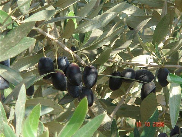 פסטיבל הזית באמירים