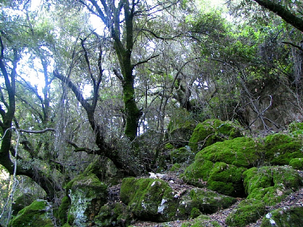 The Baram Forest and Ancient Synagogue