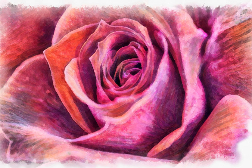 The Dance of the Rose Leafs