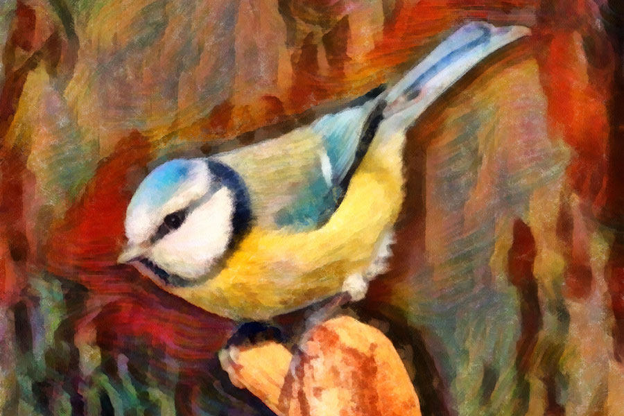 The Dance of the Blue Tit