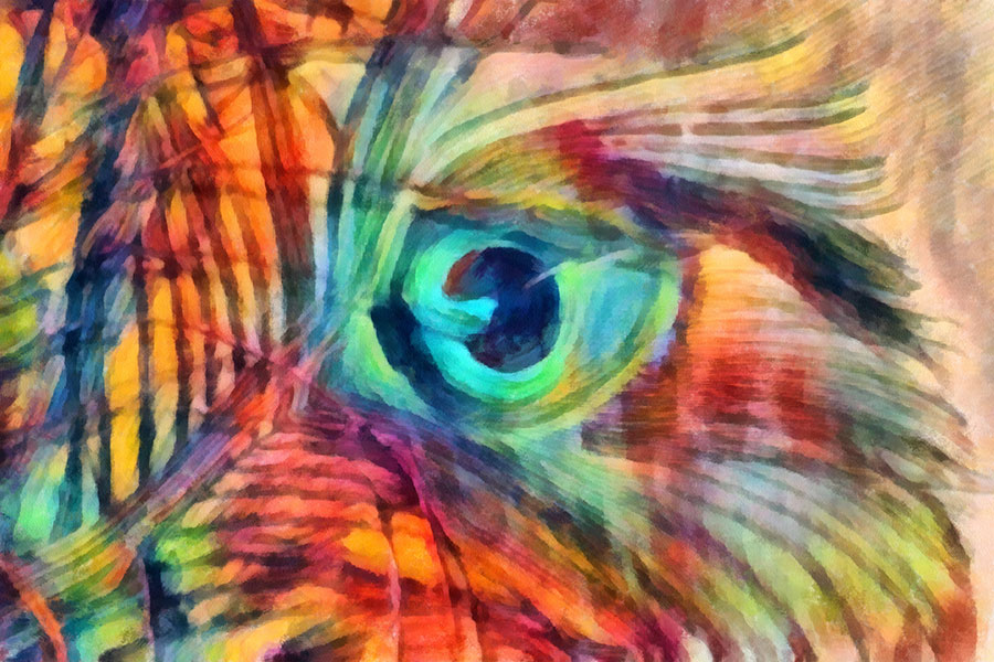 The Dance of the Peacock Feather